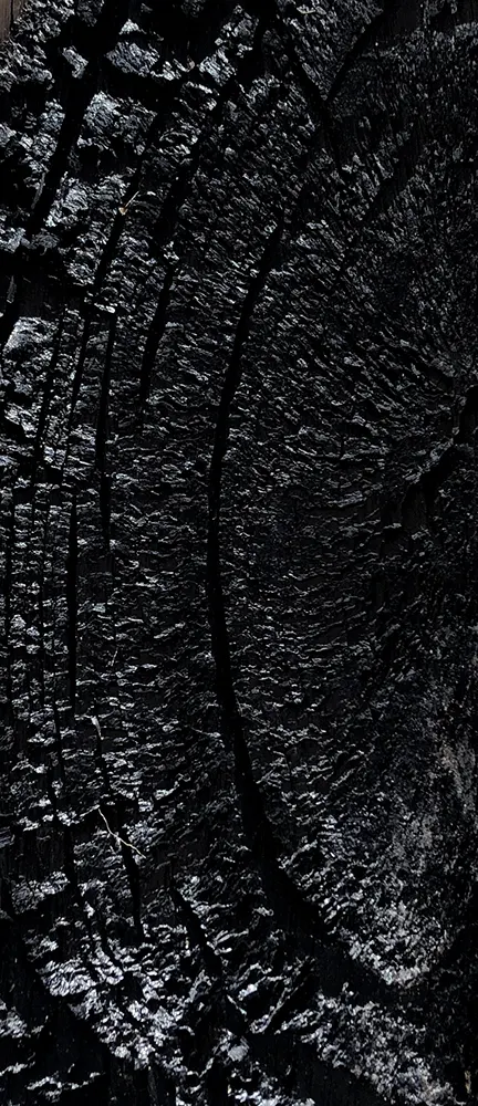 fieldsend_stevie_stilloncetrees_detail