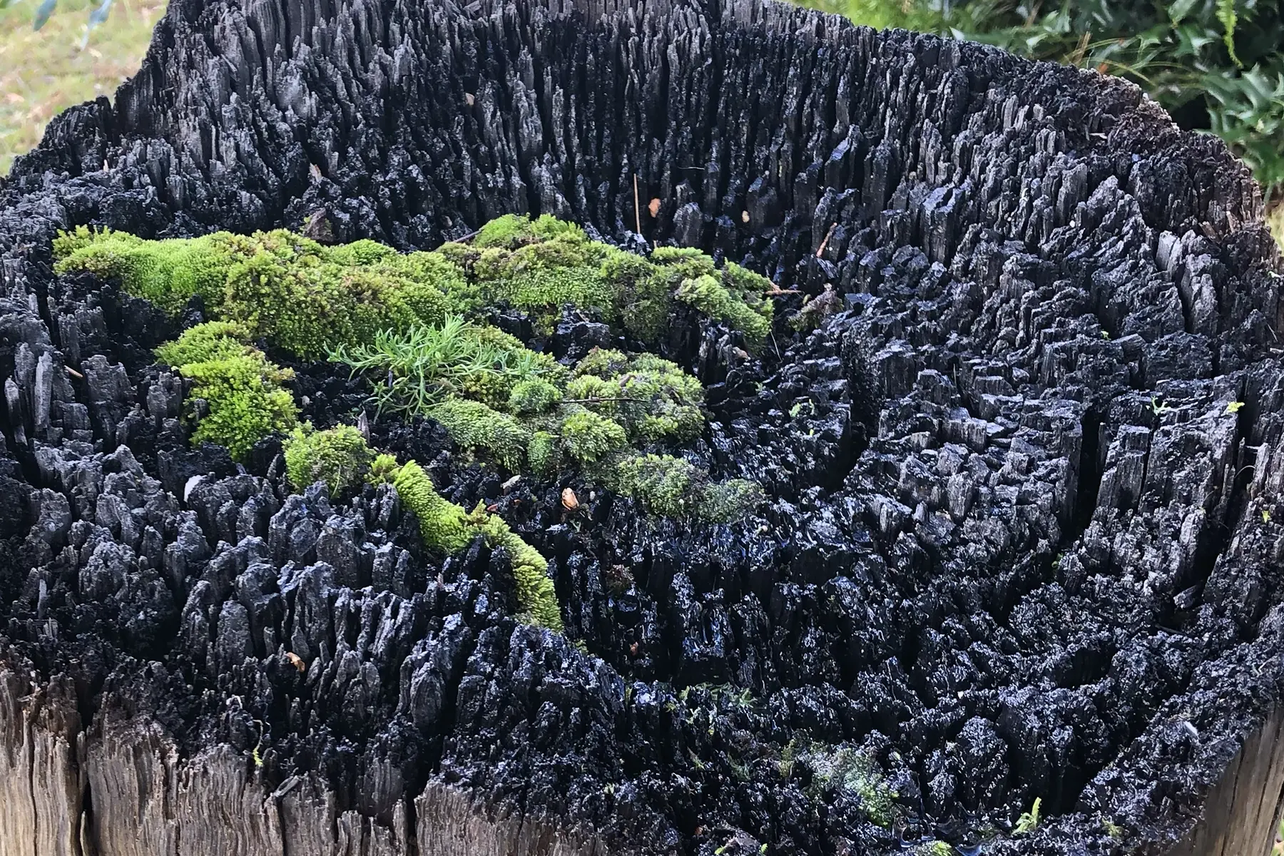 Rookwood Hidden / Winner - Nerine Martini Award / 2022