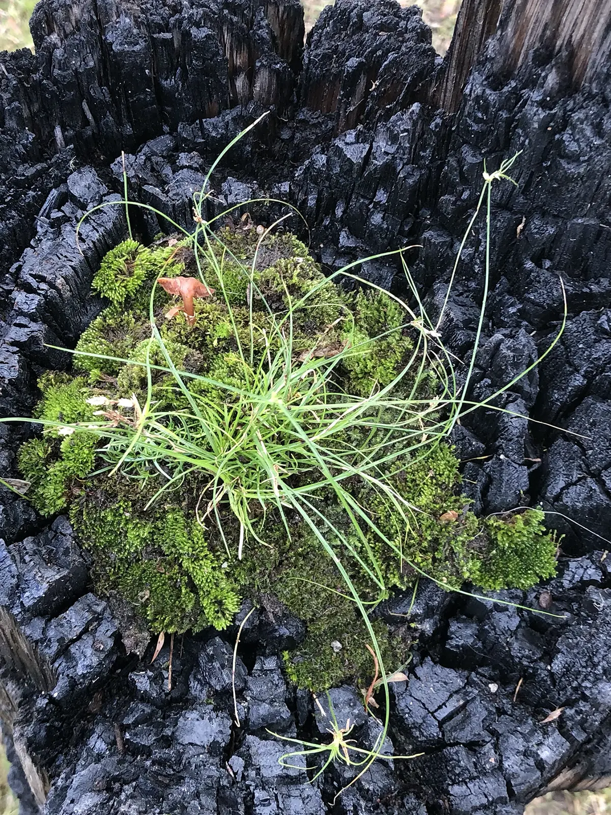 Stevie-Fieldend.STILLonce-trees-Rookwood-HIDDEN-2022.Image-Stevie-Fieldsend.5-copy