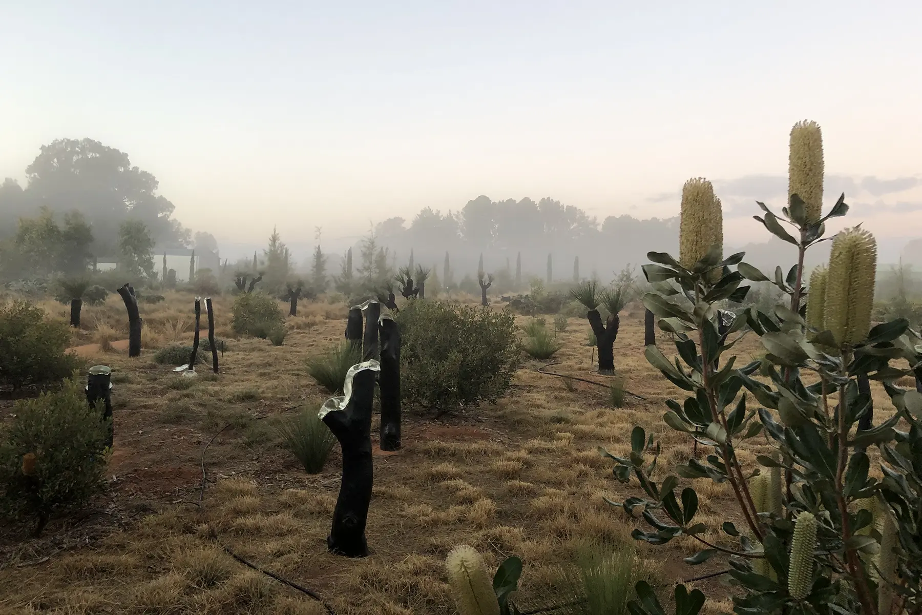 Private commission / Mildura / 2021